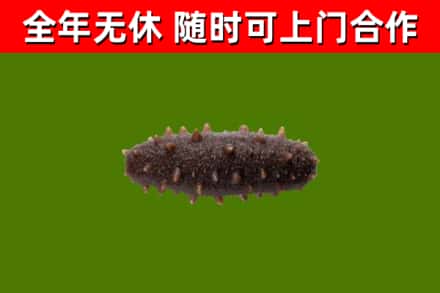 连平烟酒回收干海参.jpg